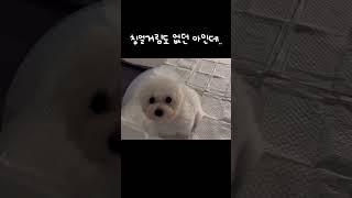 중성화수술 첫날 이상행동 | 강아지도 울고 주인도 울고 #강아지브이로그