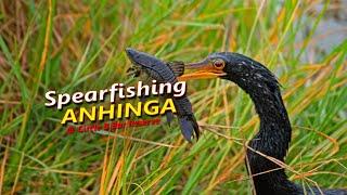 Spearfishing Anhinga