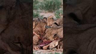 शेर ओर भालू की जंग । #trendingshorts #animals #जनवर #animalsvideo #jungel #wildlife #amazingfacts