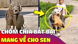 Chiếc chó nhà trồng với biệt tài 'CHÔM CHỈA' mang cả thế giới về cho Sen  Gâu Đần