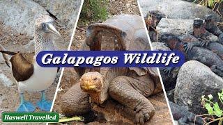 Wildlife of the Galapagos Islands - Unveiling Ecuador's Natural Treasures