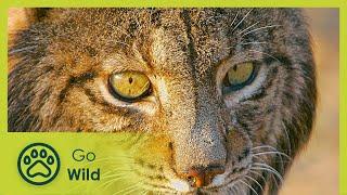 Saliega's Lineage, the Return of the Iberian Lynx - Go Wild