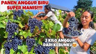 AKHIRNYA BISA PANEN ANGGUR BIRU DI KEBUNKU SETELAH 2 TAHUN!!