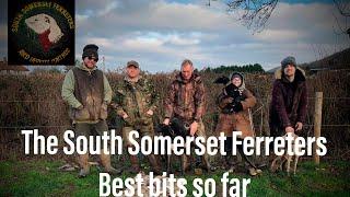 Ferreting hedgerows  - rabbiting -rabbit hunting - The South Somerset Ferreters