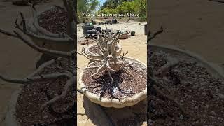 Adenium Bonsai Large Caudex  #adeniumbonsai #bonsaiart #desertrose #adenium #bonsai #rosasdodeserto