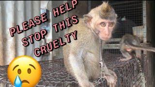 BABY MONKEYS CHAINED UP?  You should watch this. Bird Market (Denpasar Bali 2019)