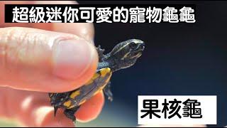 【昆蟲擾西上課了！】超級迷你可愛的寵物龜龜 果核龜 Striped mud turtle