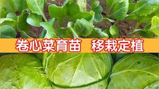 卷心菜（高麗菜、包菜）～育苗和移栽定植