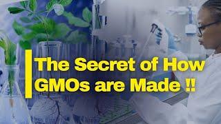 How GMO Crops Are Made: The Science Behind Genetically Modified Agriculture