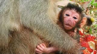 Really Fresh Newborn Baby Monkey of Monkey Elsa