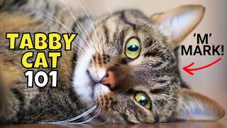 Tabby Cat 101: What to Know Before Adopting One