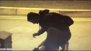 Shocking CCTV footage shows Chester guy beating cat in street || lolo news daily