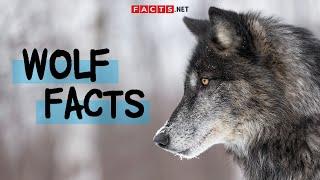 Unbelievable Wolf Facts You Never Knew!