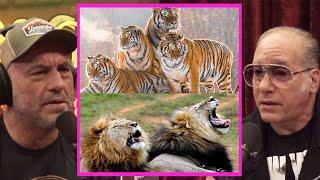 Lions VS Tigers - Who Is Stronger? | Joe Rogan & Andrew Dice Clay #jre