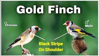 Difference Between Male and Female European Gold Finch | Gender identification of Gold finch