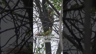 Mr Squirrel