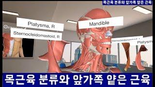 목근육 분류와 앞가쪽 얕은 근육_목빗근(흉쇄유돌근) 등