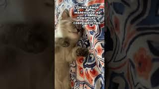 Милое создание!