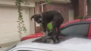 Good Samaritans Work Together to Save Dog Being Swept Away in Texas Flood Waters