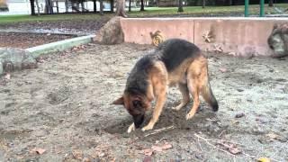 Dunder and Munster go wild at the park! German Shepherd and Rat Terrier