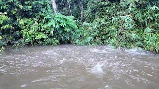 PENAMPAKAN BANYAK NYA IKAN HAMPALA MEMANGSA IKAN IKAN KECIL