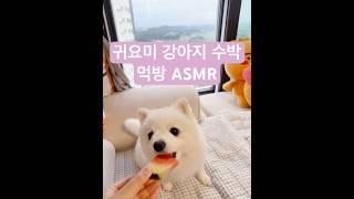 아삭아삭 강아지 수박 먹방 ASMR #강아지먹방asmr #귀여운강아지동영상