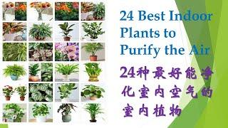 24种最好能净化室内空气和美化家居的室内植物 I 24 Best Indoor Plants for Purifying the Air and Décor for the House