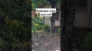 Pedesaan suku jawa asli yang alami ,,,#suasanapedesaan #pedesaan #desa