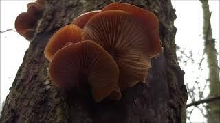 Fungi In Northcliffe