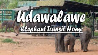 Udawalawe Elephant Transit home - English