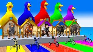 5 Giant Duck Cartoon,Cow,Buffalo,Elephant,Tiger, Paint Wild Animals Crossing Fountain Animation