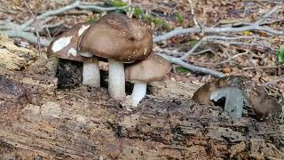 Wie ich zum erstes Mal in meinem Leben Dachpilze pflücke. Pluteus cervinus