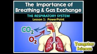 Respiratory System - Lesson #1 PowerPoint (Tangstar Science)