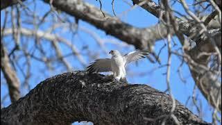 Birding in the Kruger National Park