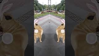 #dog #puppy #doglover#cutev #pets #tamil #song#tamilsong#music #love#funny #funnyvideo #44onTrending