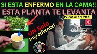 ¡ESTA Es LA MEJOR PLANTAS Para Proteger La SALUD De esta Tantas Enfermedades  Para Sieempre!