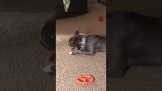 Benebone is awesome! | PuppySimply