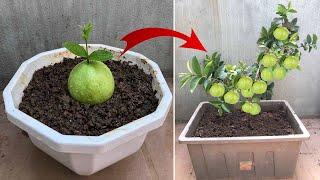 Since knowing this I can breed any plant | Relax Garden