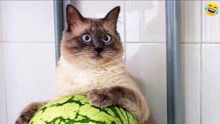 Funny ANIMALS videosFunniest CATS and DOGS 2024