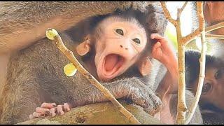 So Big Yawn Of Baby Mirano, Sleep Late At Night | Real Primate