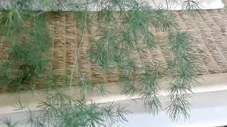 Another and More Uncommon Type of Asparagus Fern--For Sale in the Phoenix, Arizona Area