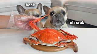 Can Dogs Eat Crab? **Hysterical Crab Taste Test