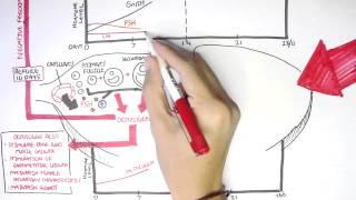 Female Reproductive System - Menstrual Cycle, Hormones and Regulation