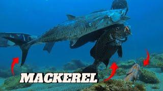 KING MACKEREL || SPEARFISHING PHILIPPINES || HUGE SWEET LIPS || BANTON ROMBLON!