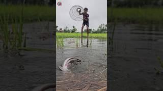 Amazing big fish hunting by polo | (part _37) #fishing #fish #shorts #shortvideo #viral #bigfish