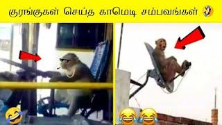 குரங்கு செய்யும் காமெடி சம்பவங்கள் பகுதி -3 | Monkey Funniest Moments | Animals | Part 3