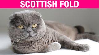 Scottish Fold Cat Breed - Characteristics & Personality