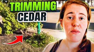 How To Prune A Cedar and Cedar Care Tips // Gardening in Canada