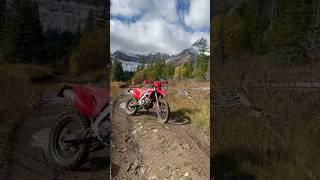 Fresh Grizzly Bear Tracks On The Trail