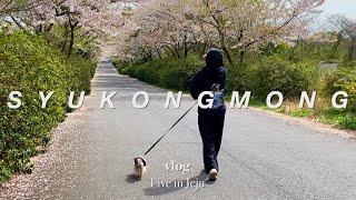 제주도 사는 강아지와 벚꽃길 산책 그리고 고사리 찾기 | 마트 장보기, 노브랜드 | 집에서 화분 분갈이 | 부대찌개 레시피 | 노견일기 | 노견일상 | vlog